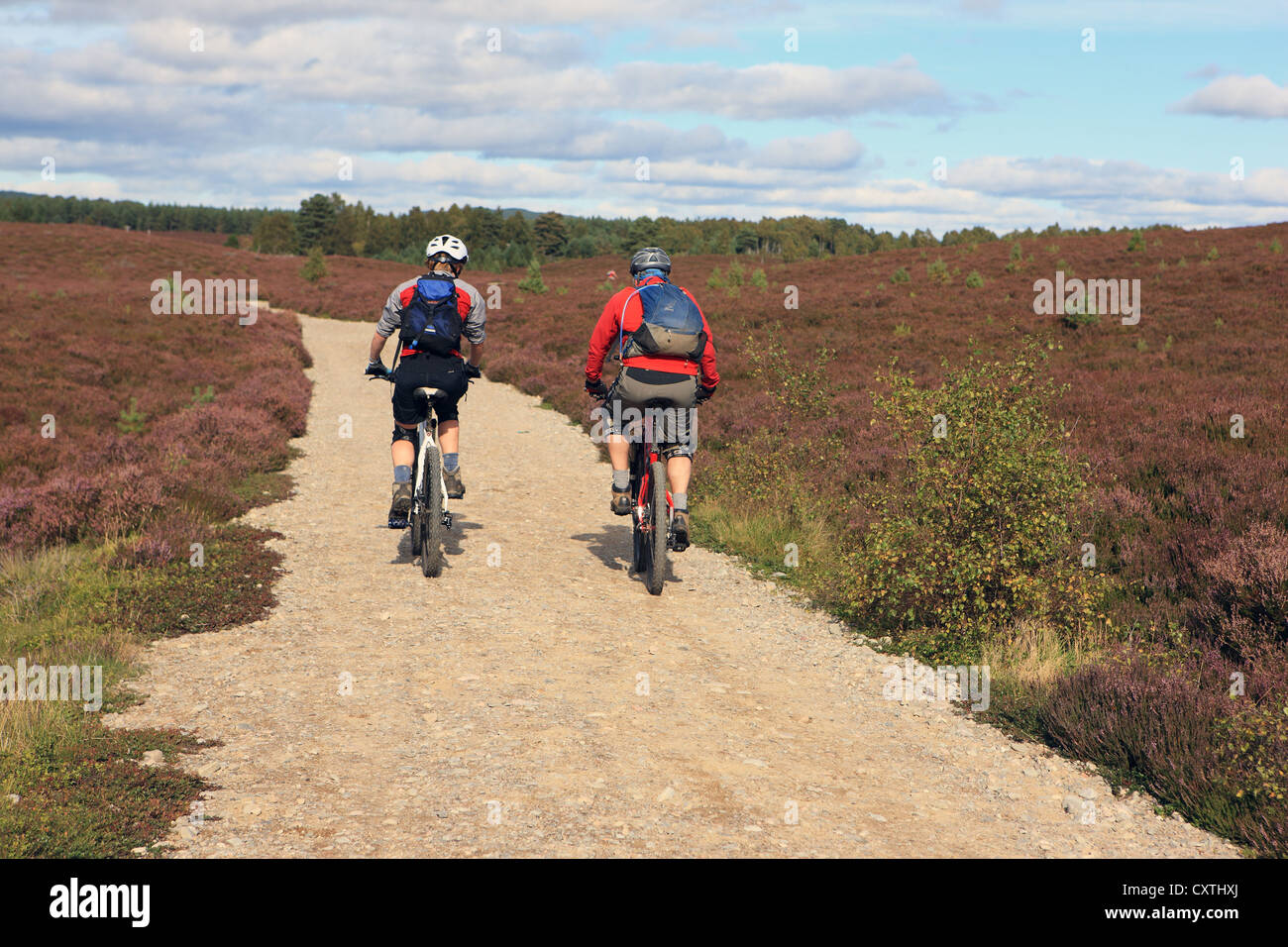 Cyclists on the Aviemore to Boat of Garten cycle route in the Scottish Highlands Stock Photo