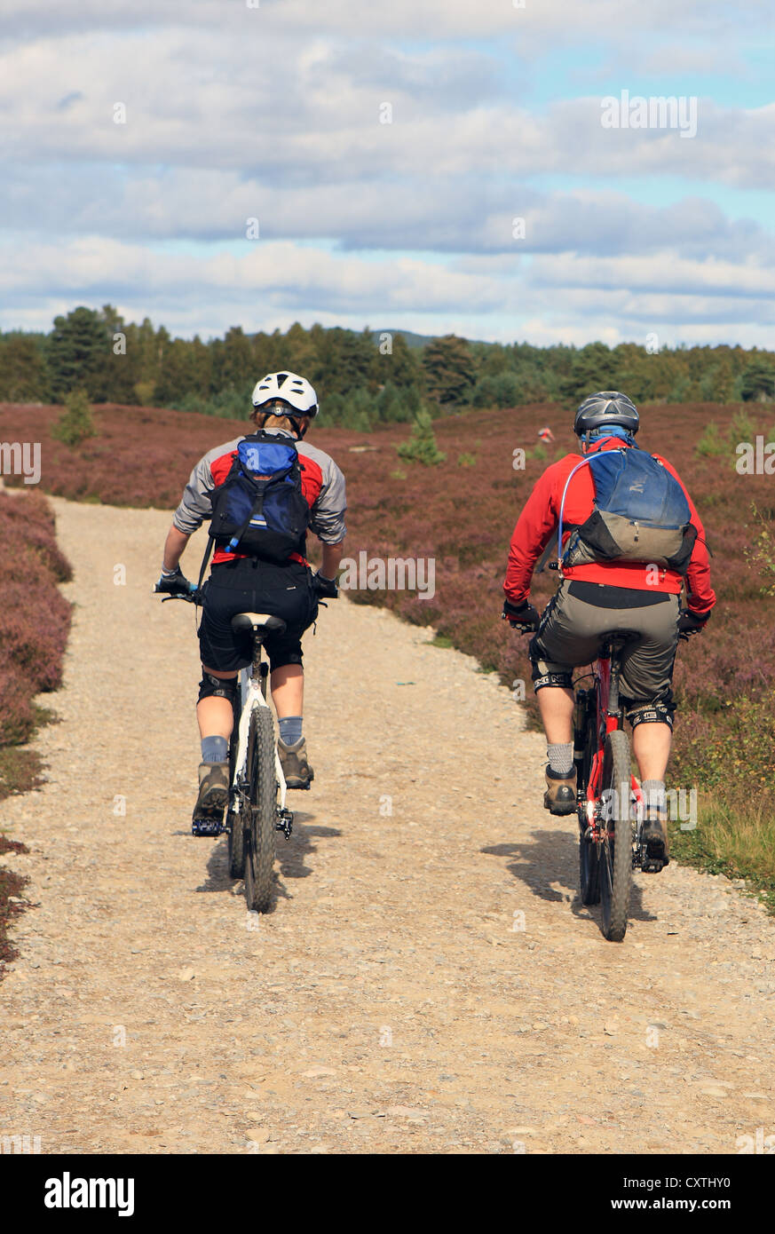 Cyclists on the Aviemore to Boat of Garten cycle route in the Scottish Highlands Stock Photo