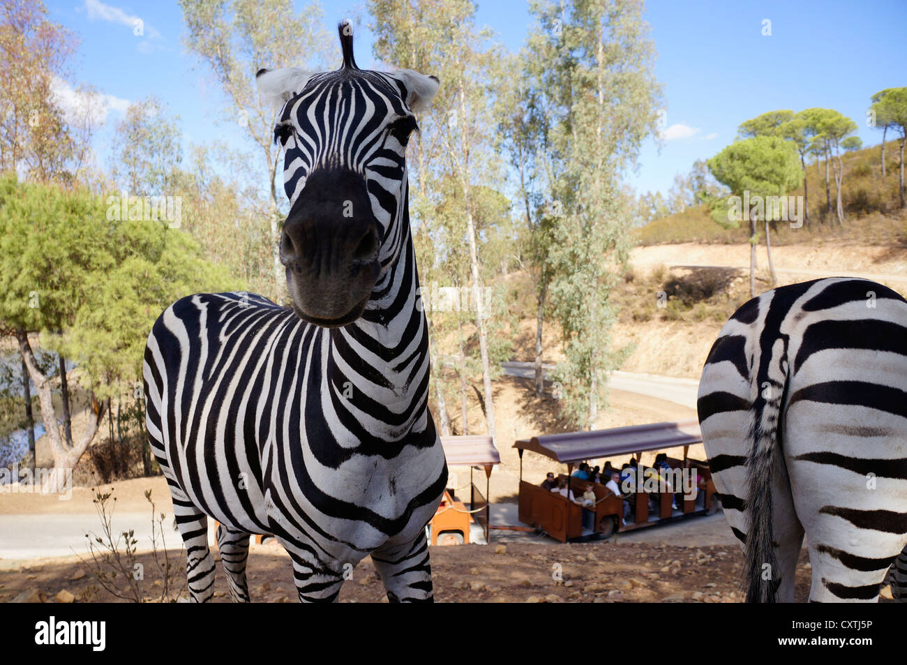 Zebras standing on the ground at safari park, tourist attraction, western wagon from the days of the wild west, spain Stock Photo