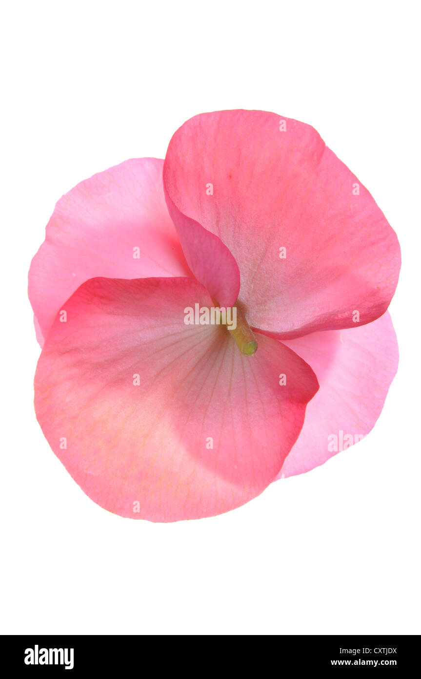 Pink flower begonia isolated on white background Stock Photo - Alamy
