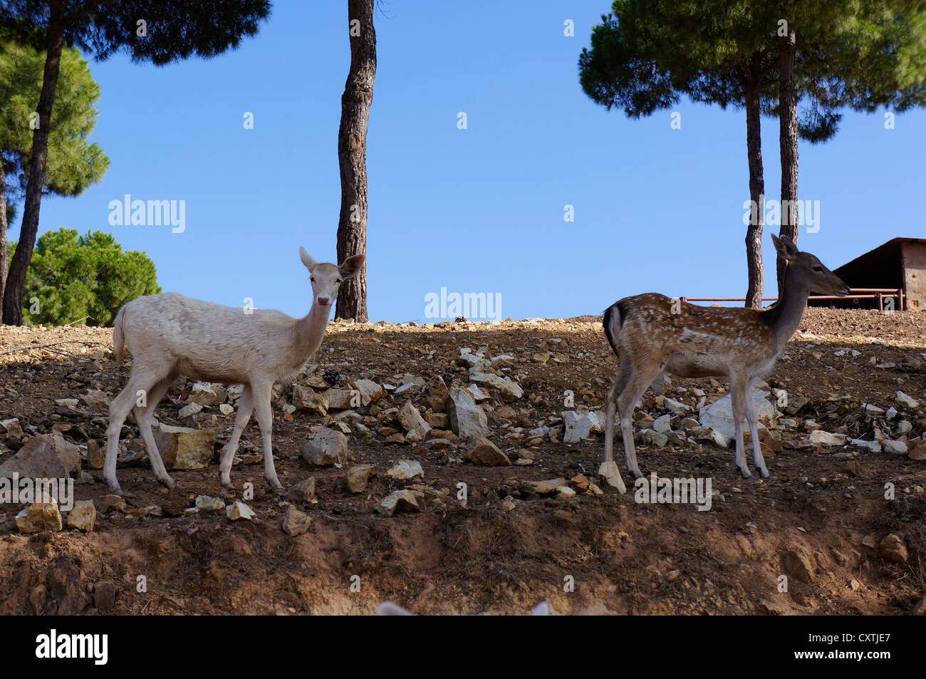 Young three deer with impressive horns (Cervus nipon) Stock Photo