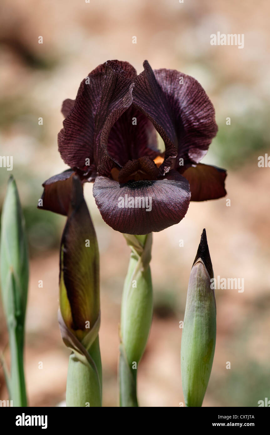 Black iris jordan hi-res stock photography and images - Alamy