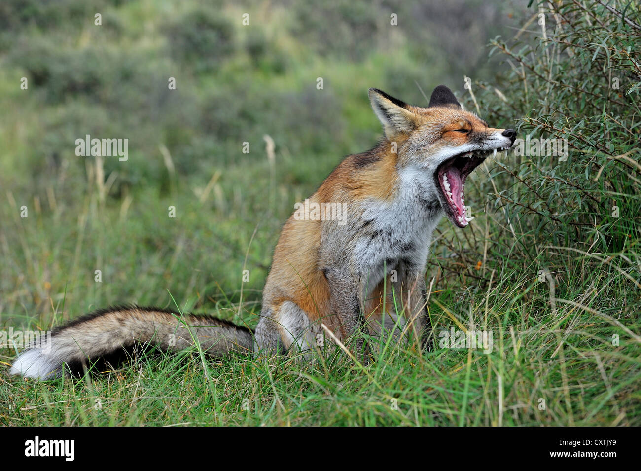 Sleepy Red fox (Vulpes vulpes) sitting and yawning in thicket in autumn Stock Photo