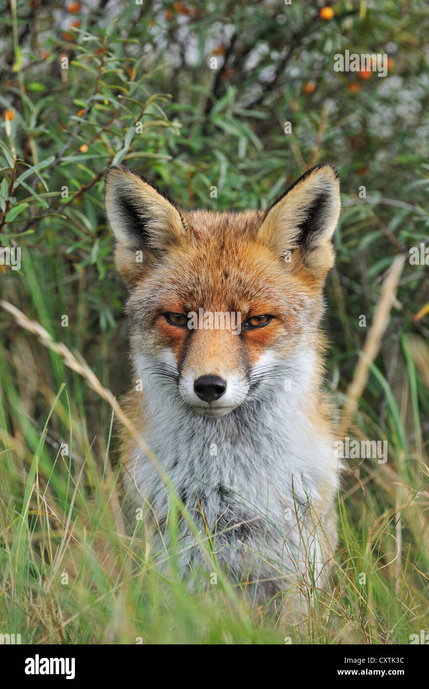Red fox (Vulpes vulpes) sitting in thicket with common sea-buckthorn in the dunes in autumn Stock Photo