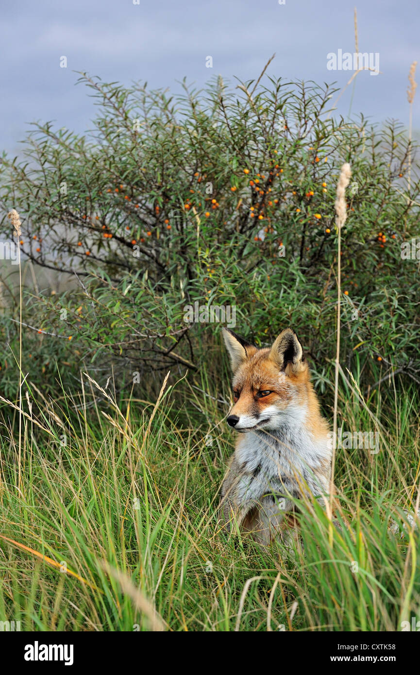 Red fox (Vulpes vulpes) sitting in thicket with common sea-buckthorn in the dunes in autumn Stock Photo