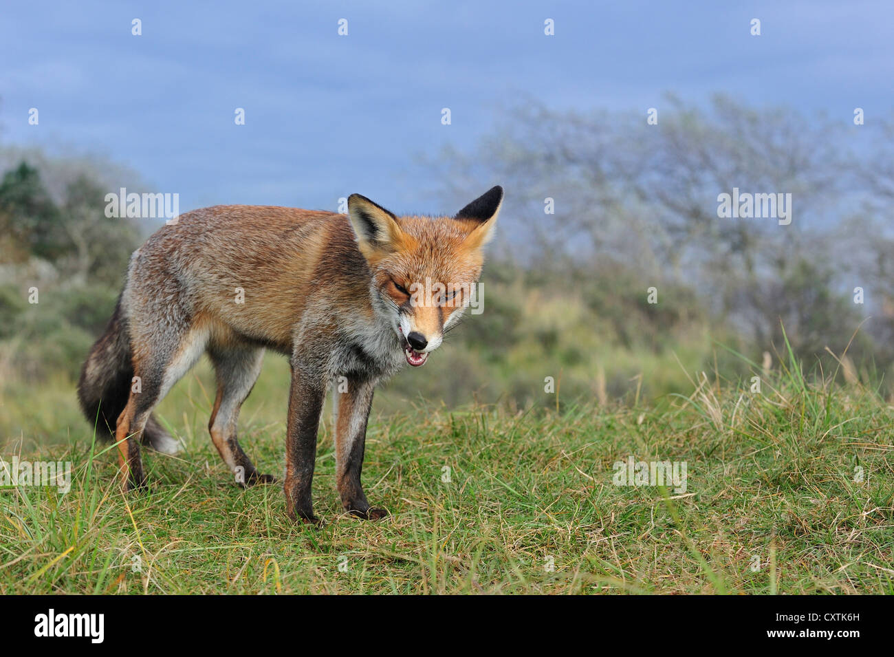 Red fox (Vulpes vulpes) pulling funny face by chewing on bone in grassland at forest edge in autumn Stock Photo