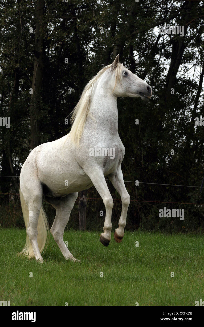 Rearing andalusian horse hi-res stock photography and images - Alamy