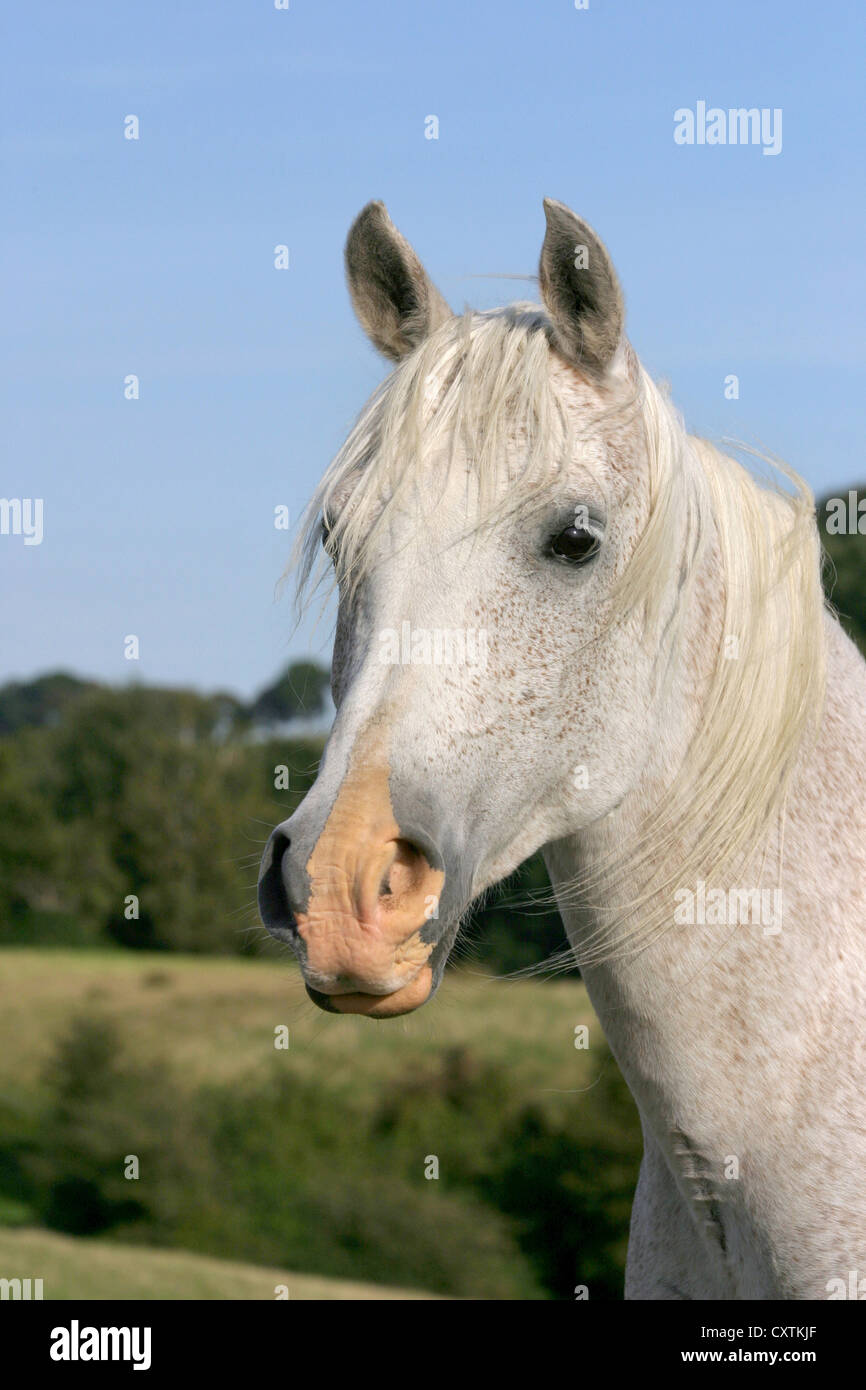 White arabian horse hi-res stock photography and images - Alamy