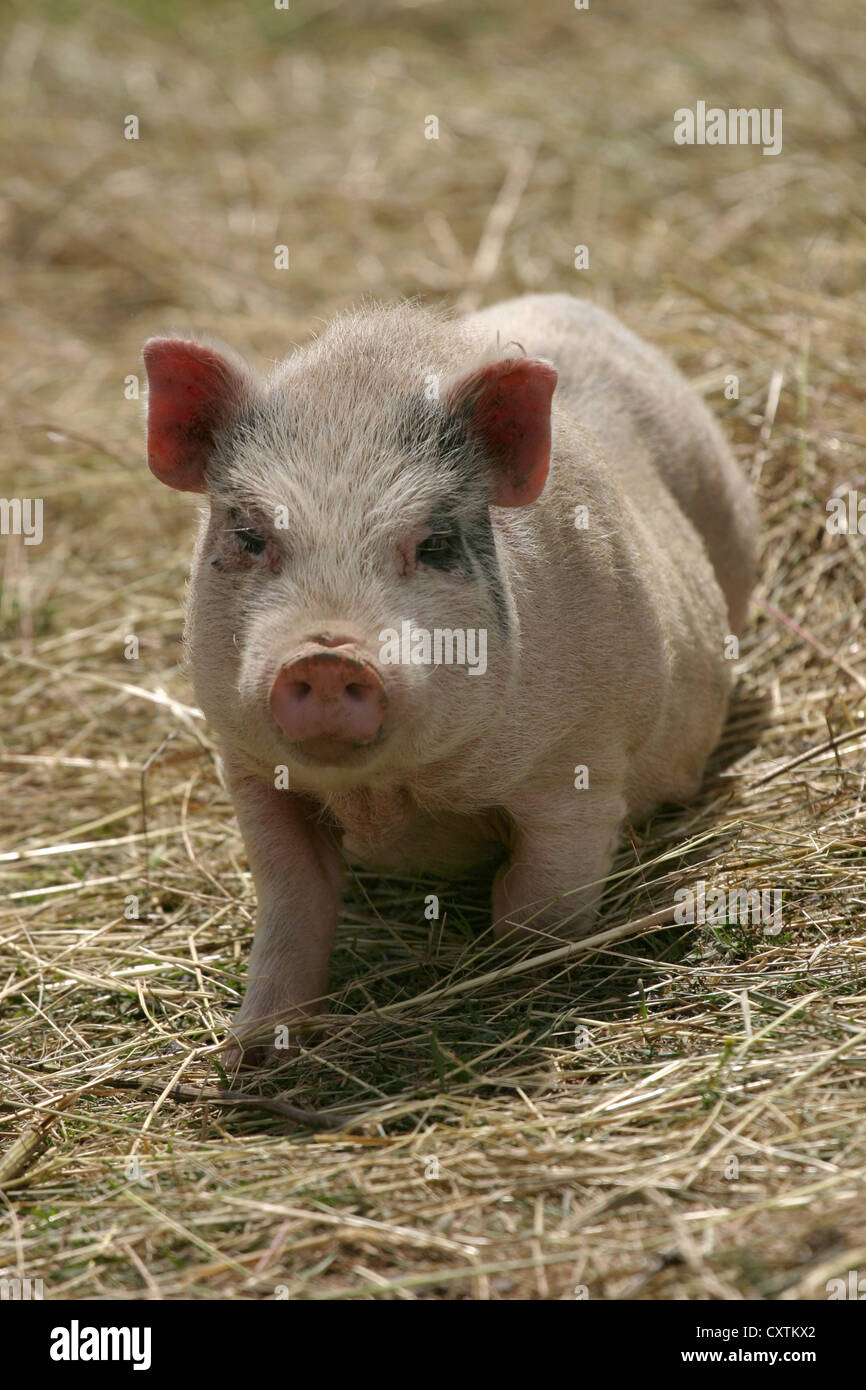 little pig Stock Photo