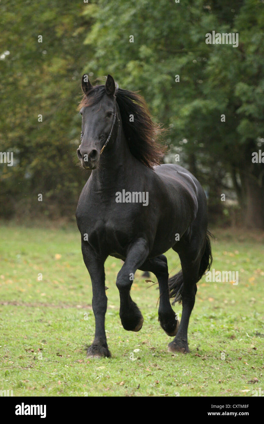 trotting friesian horse Stock Photo Alamy
