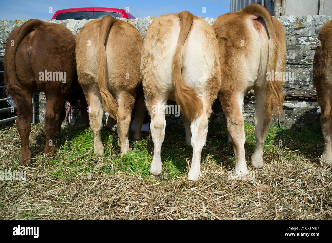 dh West Mainland show DOUNBY ORKNEY View back side of beef cows backside cattle rear end uk cow livestock Stock Photo