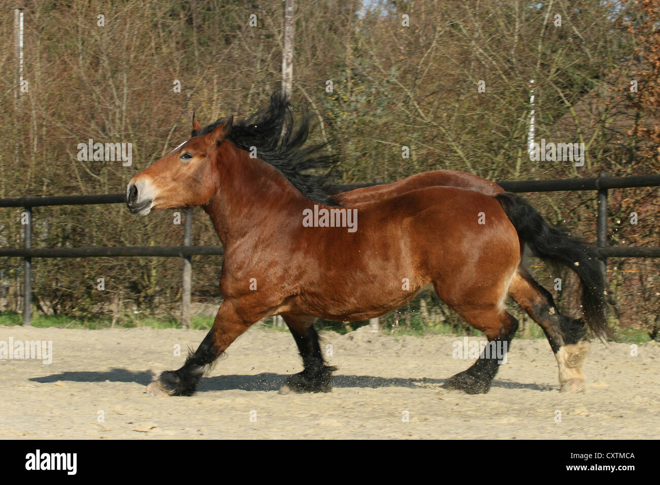 galloping coldblood Stock Photo