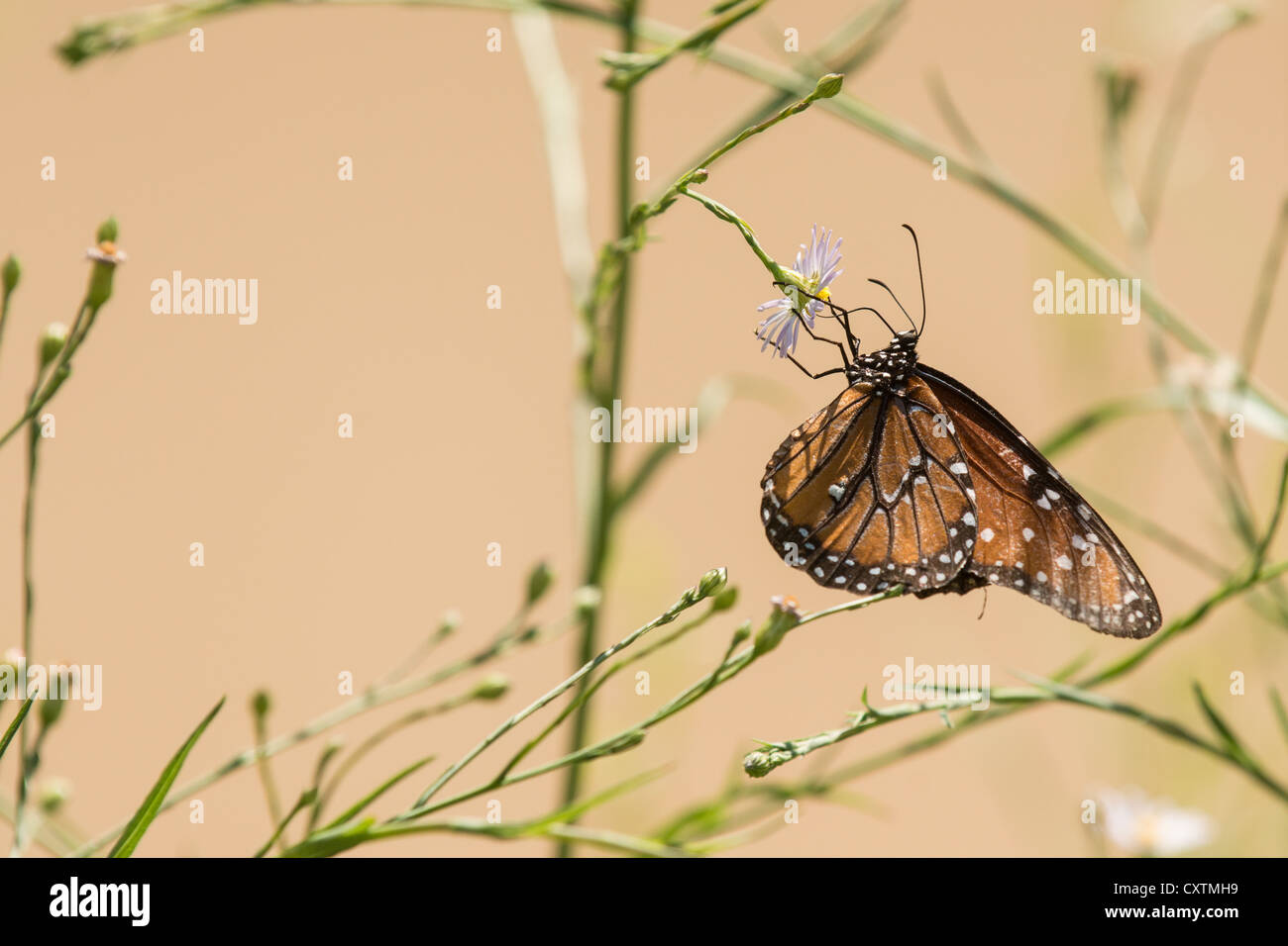 Monarch butterfly, Big Bend National Park, Texas. Stock Photo