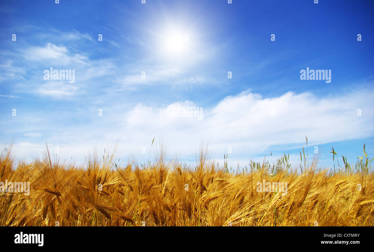 Wheat ears against the blue sky Stock Photo - Alamy