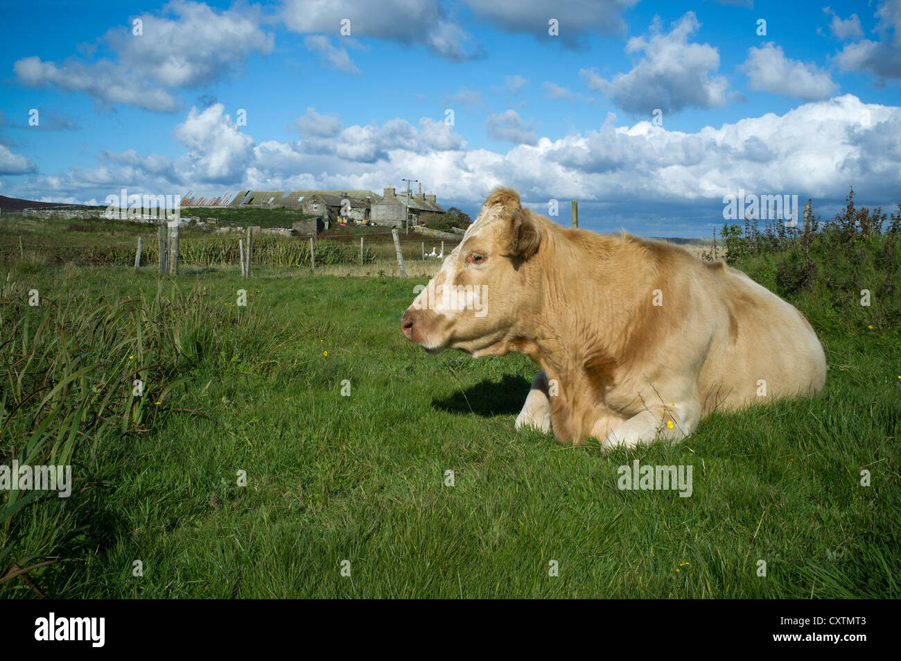 dh  COW UK Cow sitting in field croft cottage farm Wyre Orkney beef cattle scotland Stock Photo