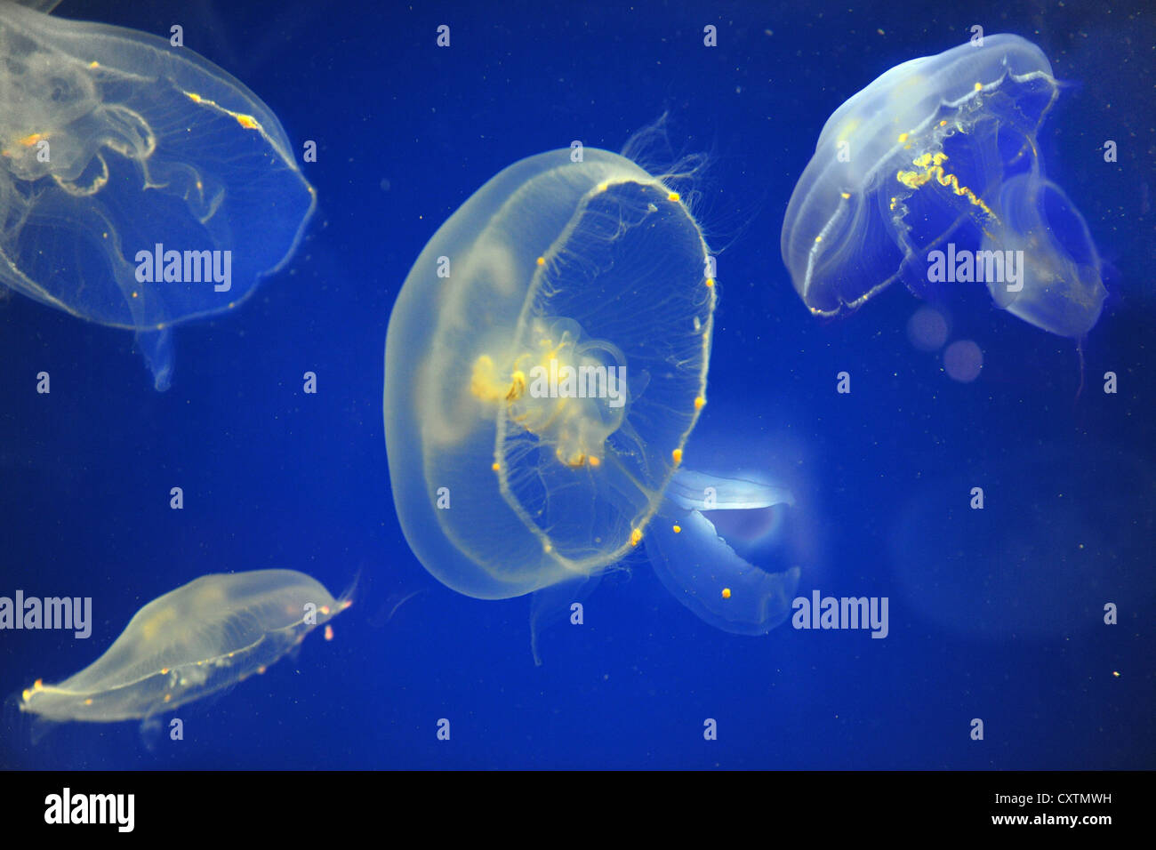 School of moon jellyfish against blue background Stock Photo