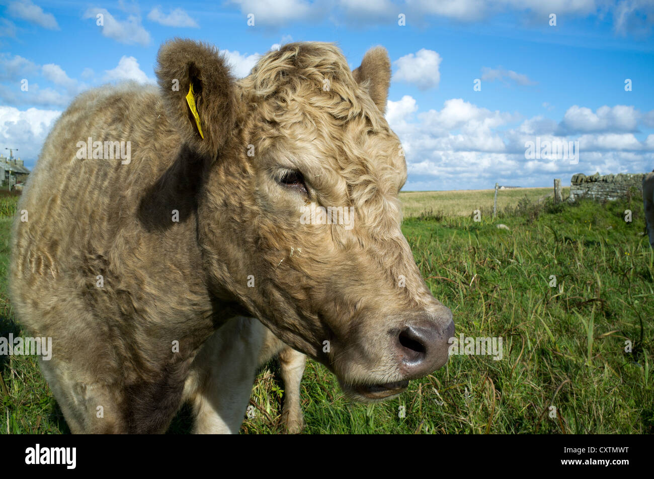 dh  COW FARMING Cow in field Wyre Orkney livestock close up beef cows Stock Photo