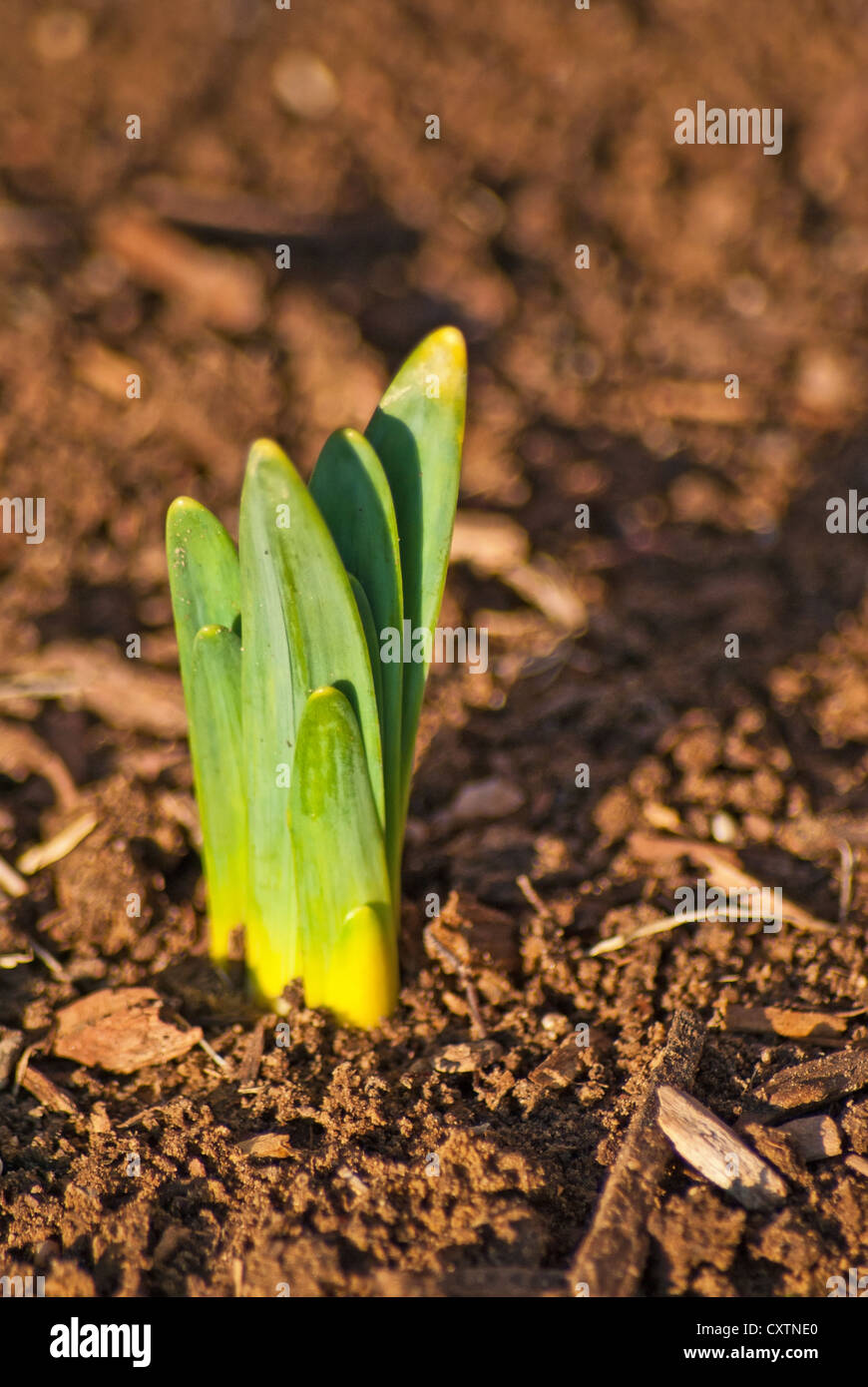 Early Spring Sprouts Sprouts In Mulch High Resolution Stock Photography and Images - Alamy
