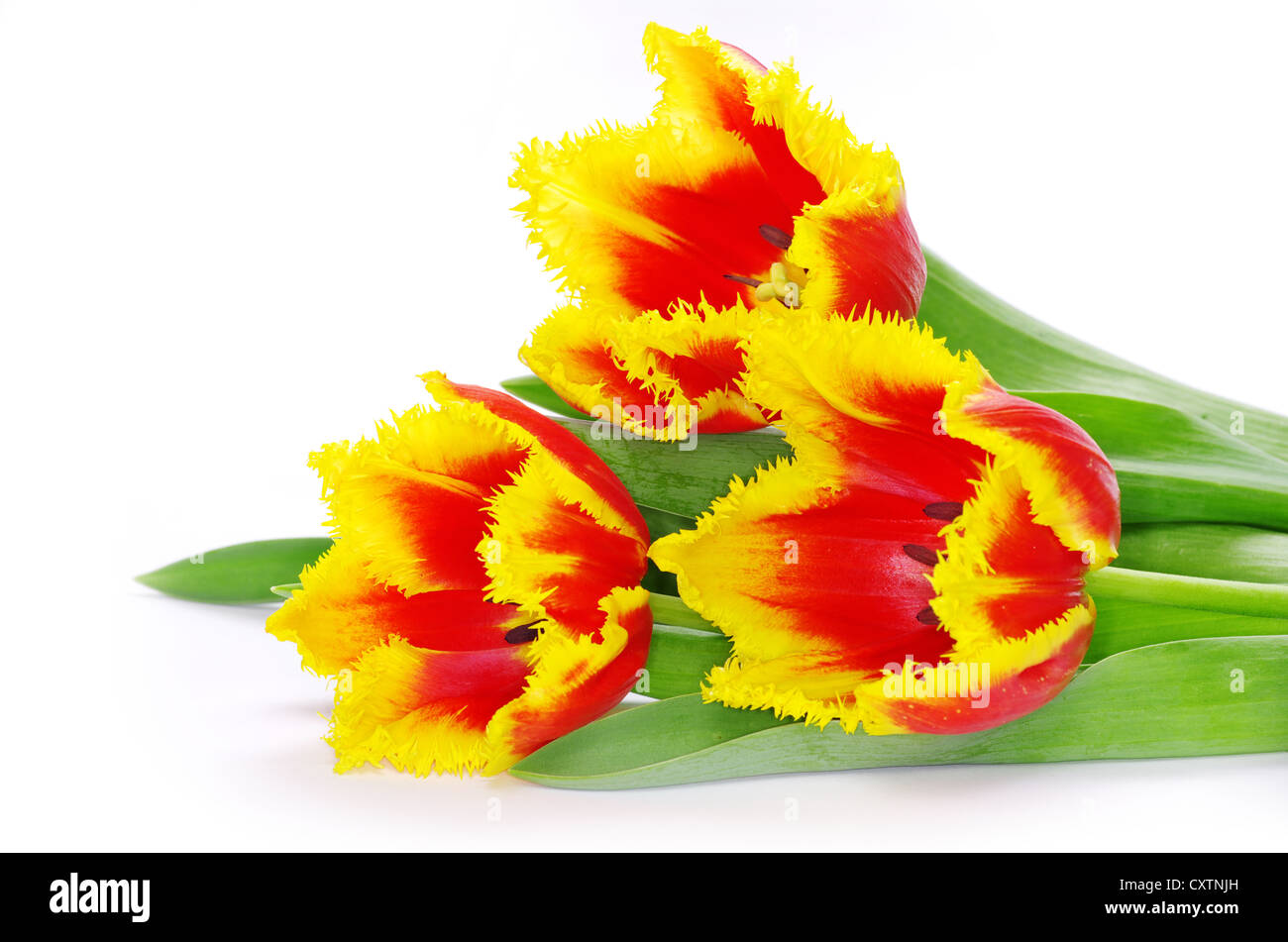 yellow tulip isolated on white Stock Photo - Alamy