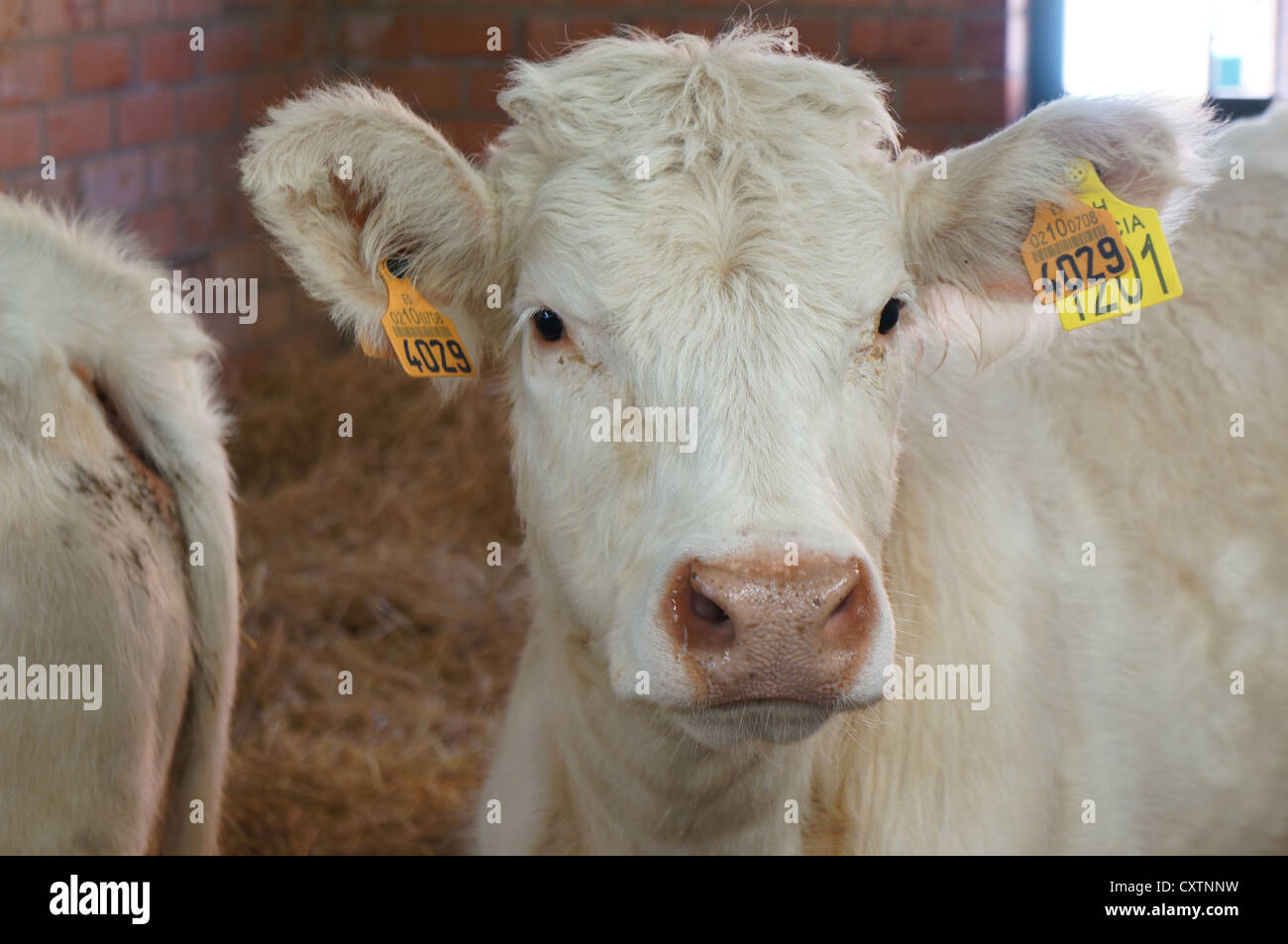 Cow harness hi-res stock photography and images - Alamy