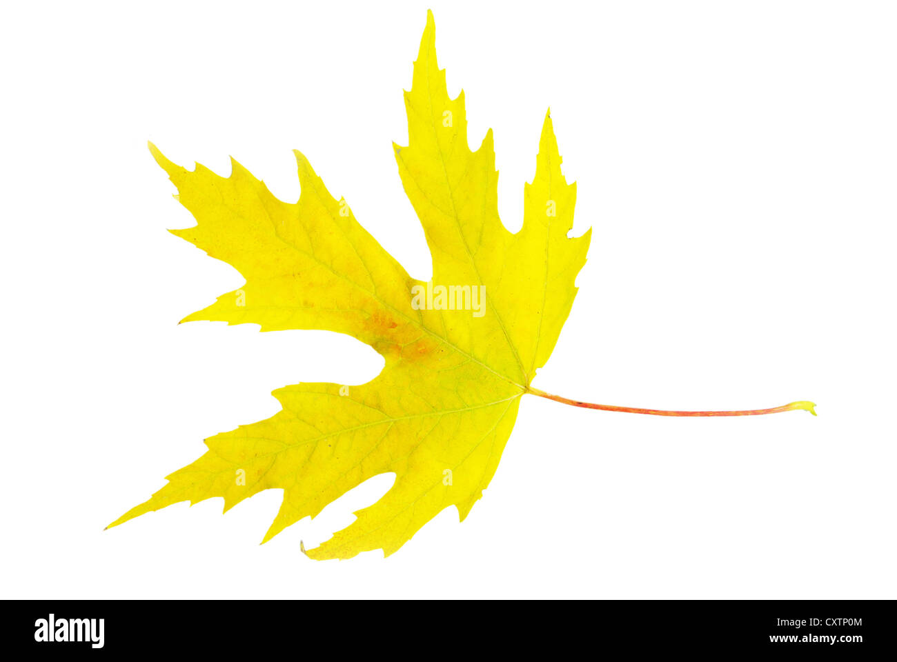 autumn maple leaf isolated on white background Stock Photo - Alamy