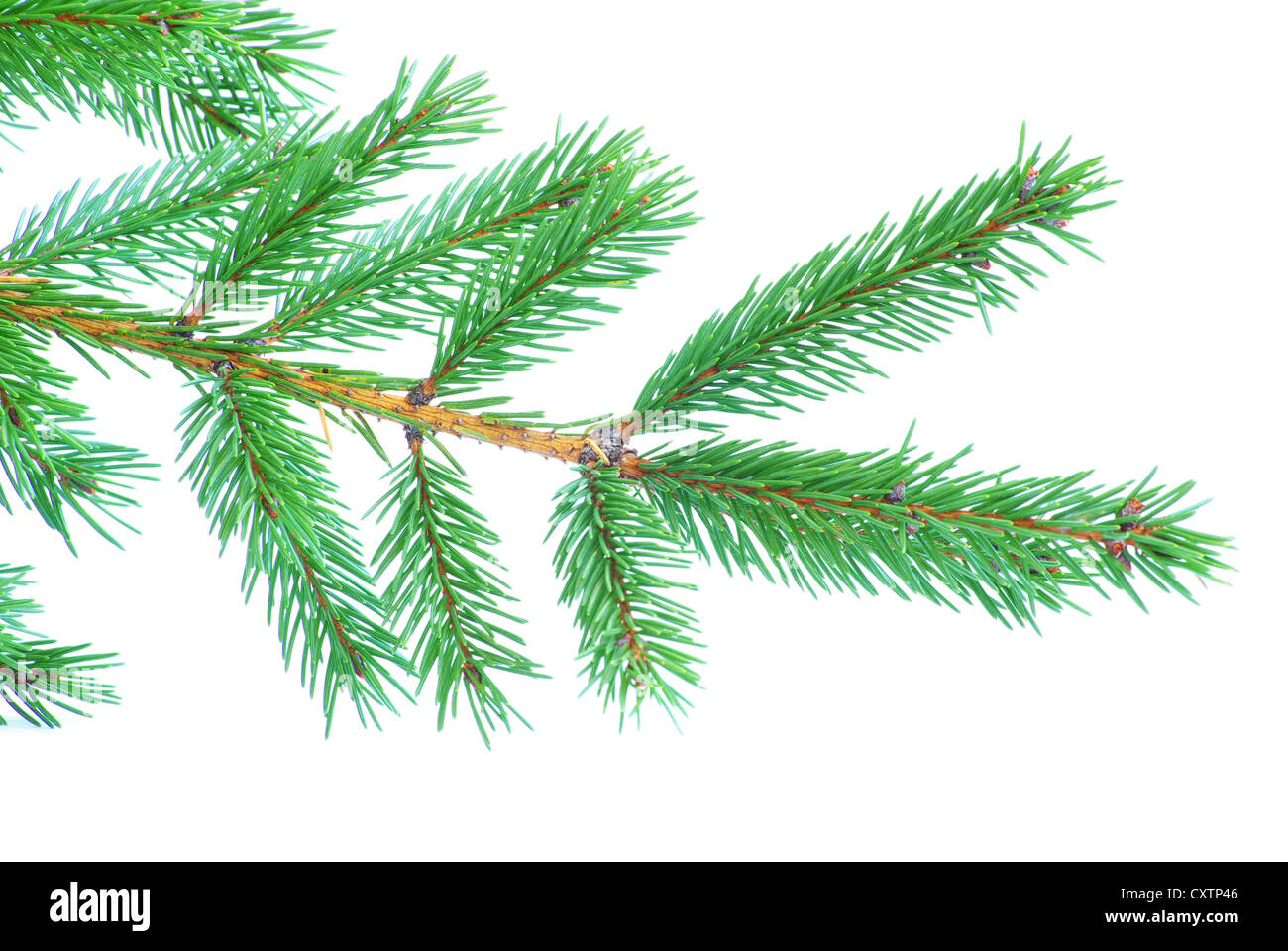 fir tree branches christmas decoration on white Stock Photo