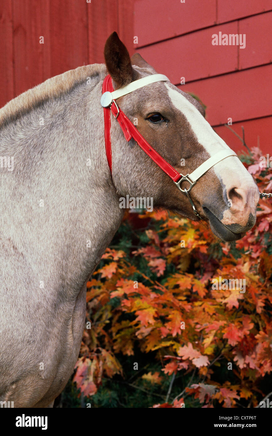 STRAWBERRY ROAN WORK HORSE / NEW YORK Stock Photo