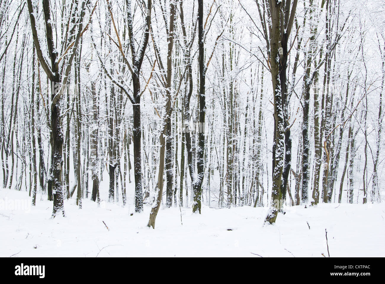 beautiful winter forest and the road Stock Photo - Alamy