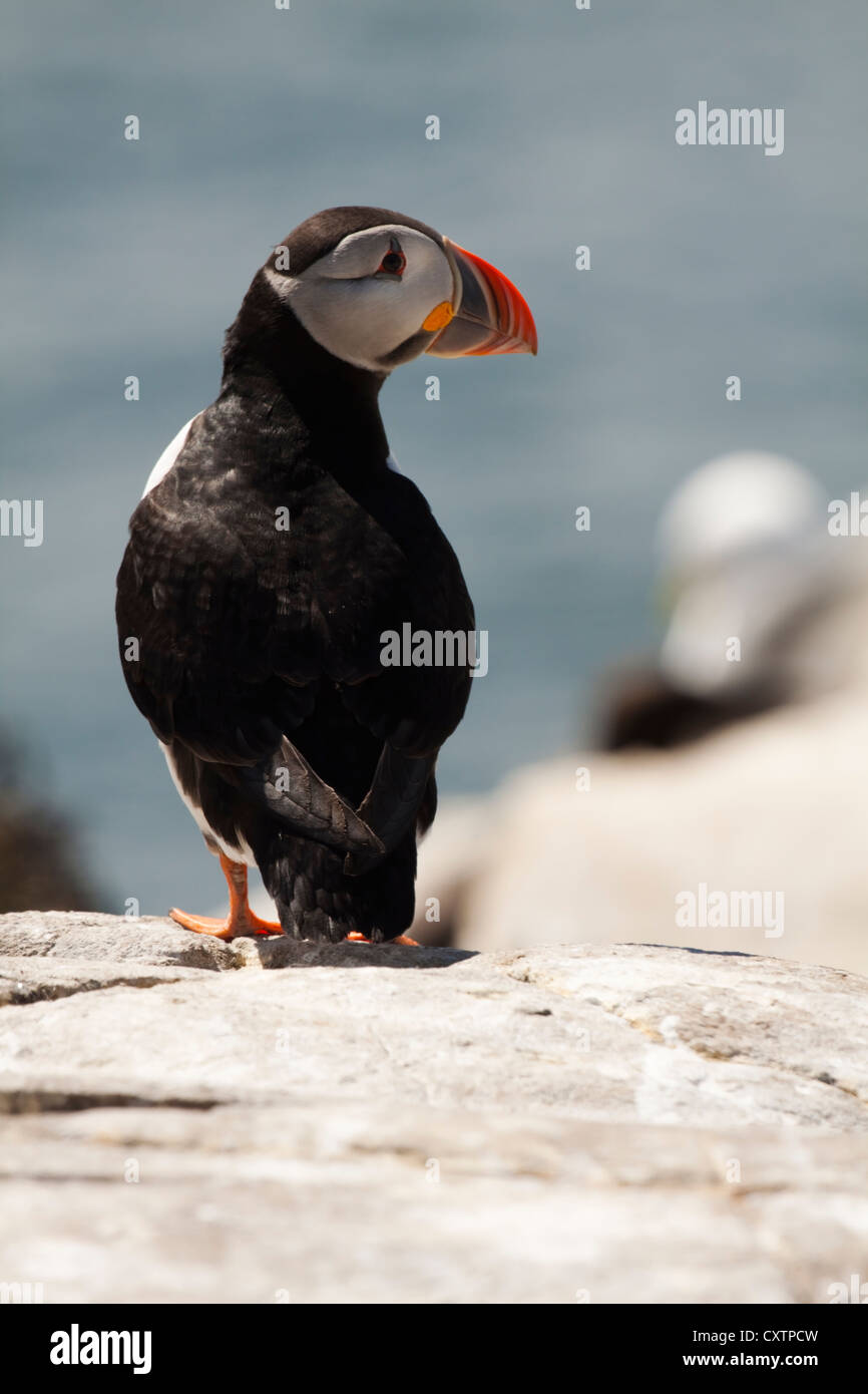 Puffin on the Farne Islands Stock Photo