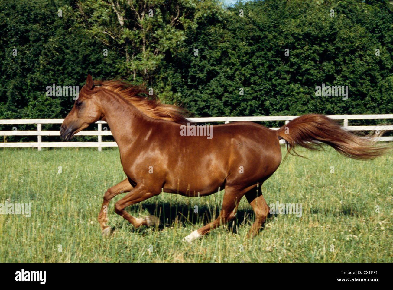 ARABIAN MARE; COLOR: CHESTNUT / ILLINOIS Stock Photo - Alamy