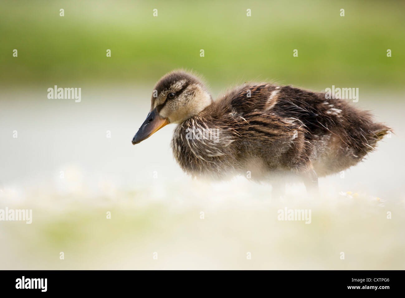 Mallard Duckling Stock Photo