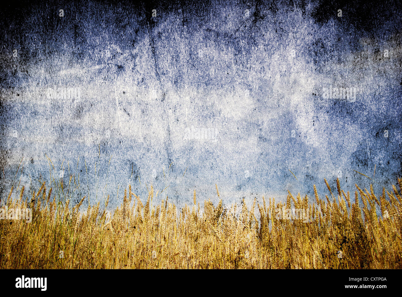 Wheat ears against the blue sky Stock Photo - Alamy