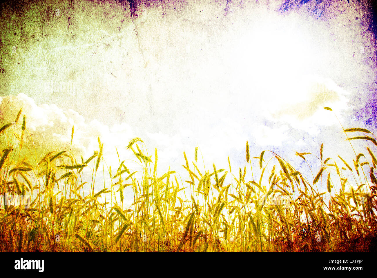 Wheat ears against the blue sky Stock Photo - Alamy