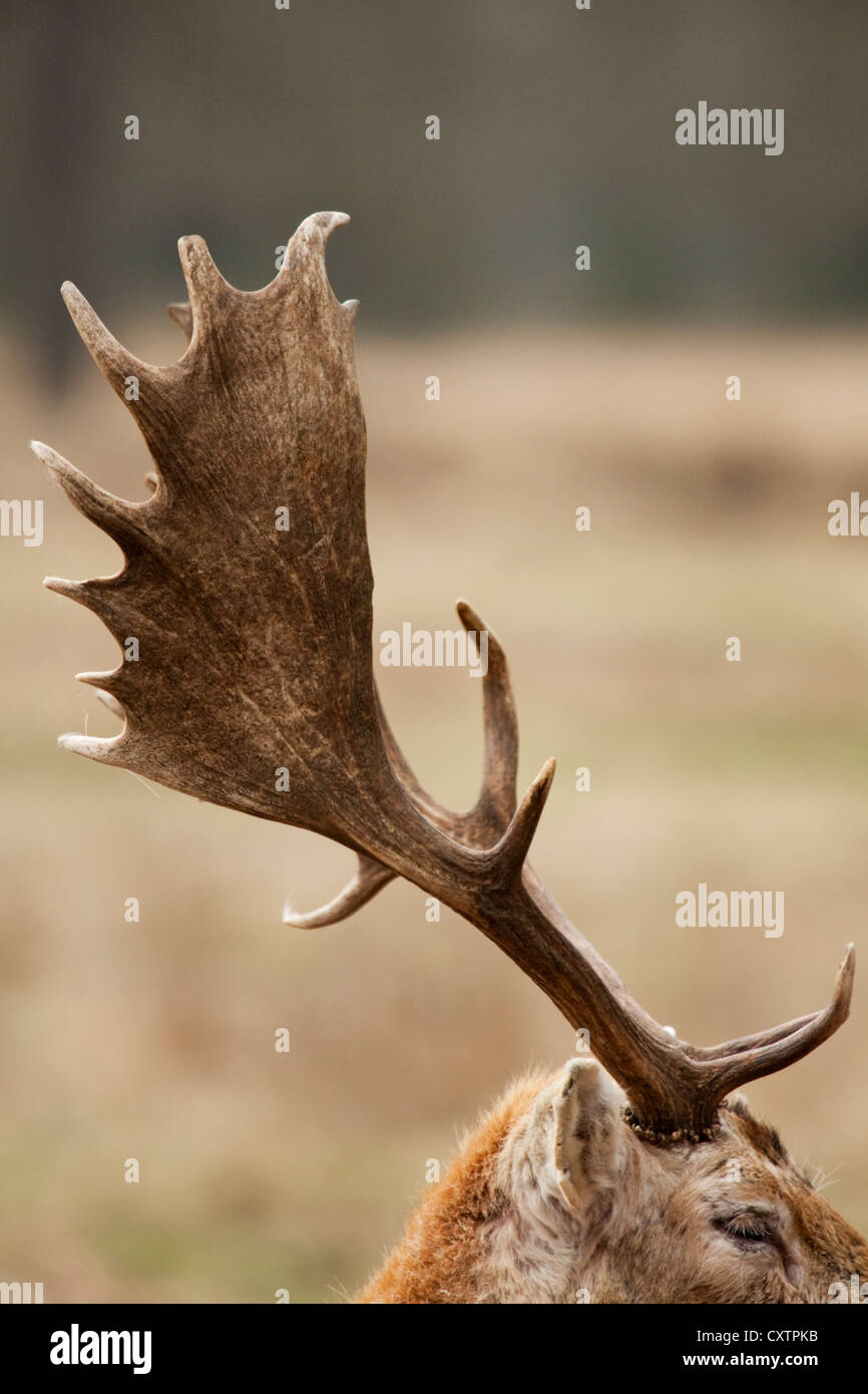 Antlers of a Male Fallow Deer Stock Photo