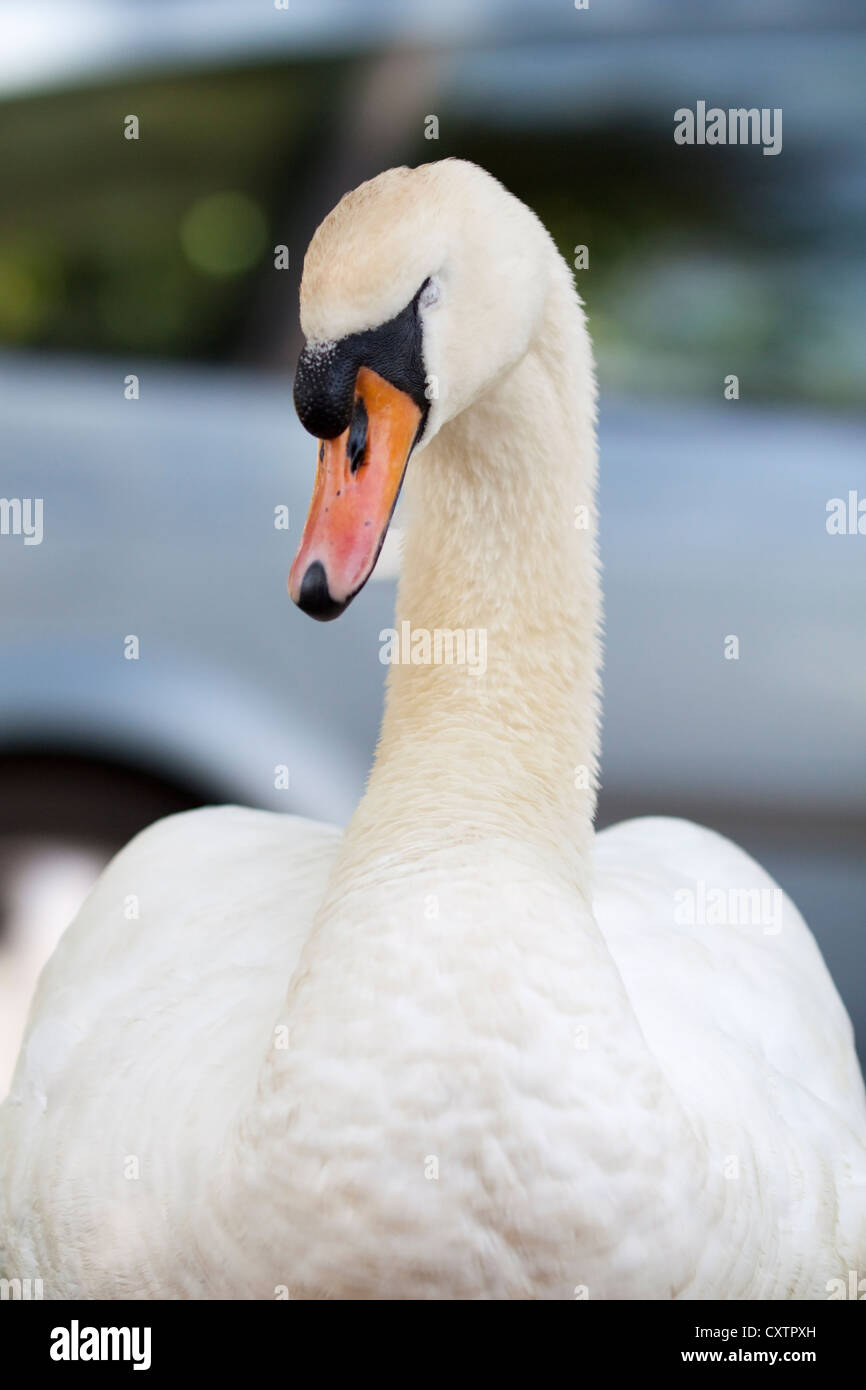 Mute Swan sat next to a road Stock Photo
