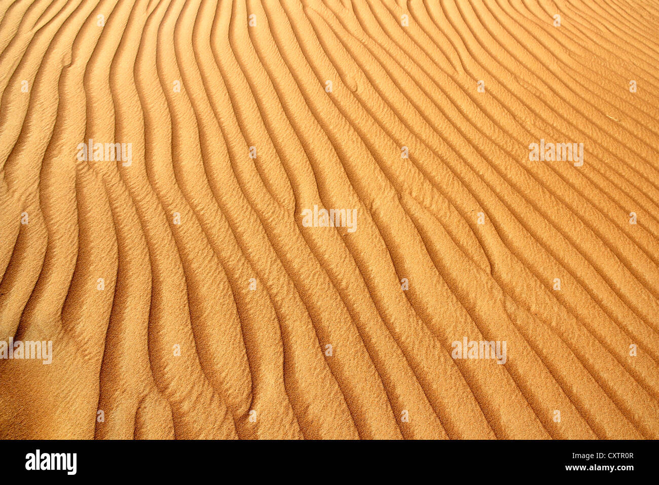Sand dunes in the Al Ain desert, United Arab Emirates Stock Photo - Alamy