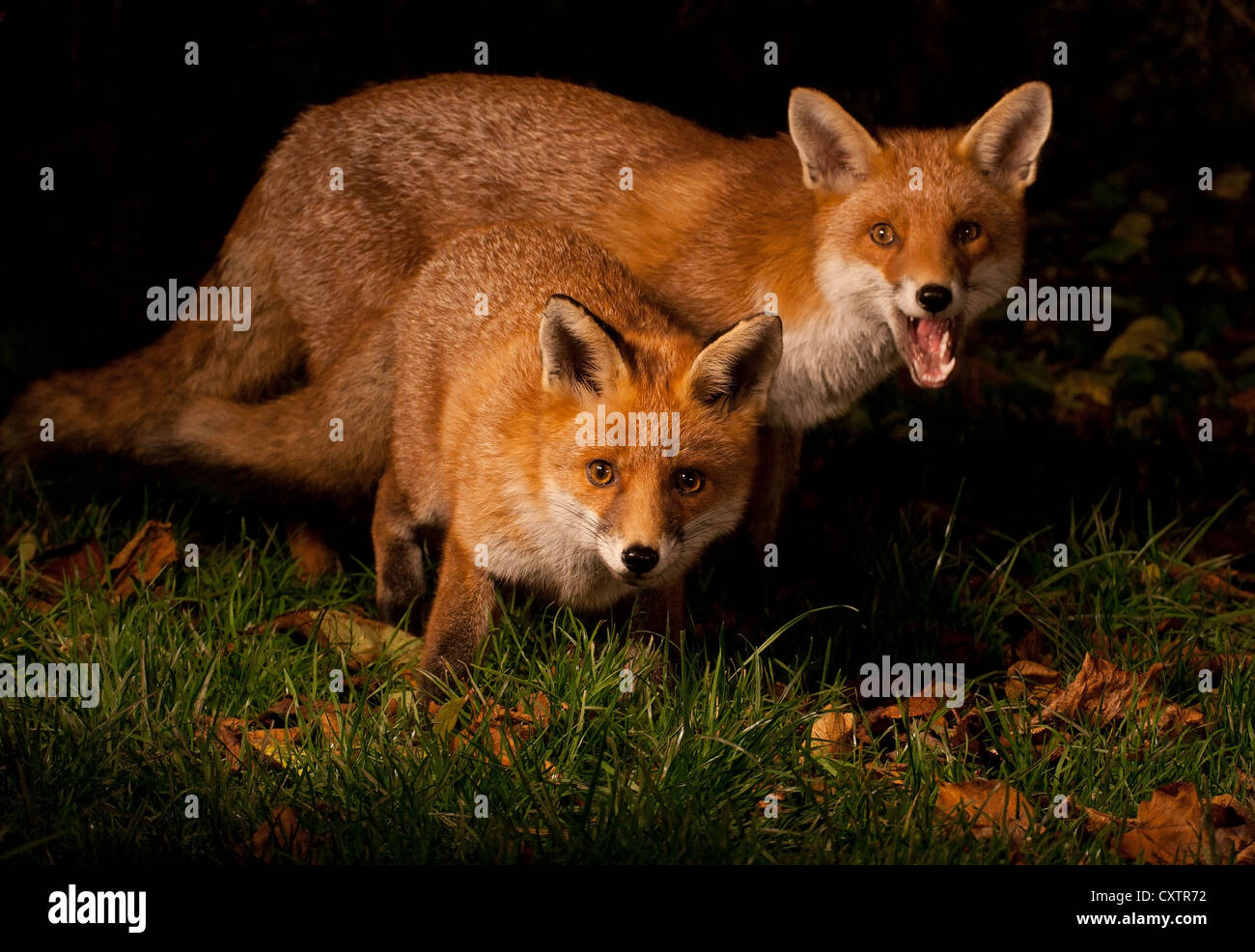 Red fox cubs Stock Photo