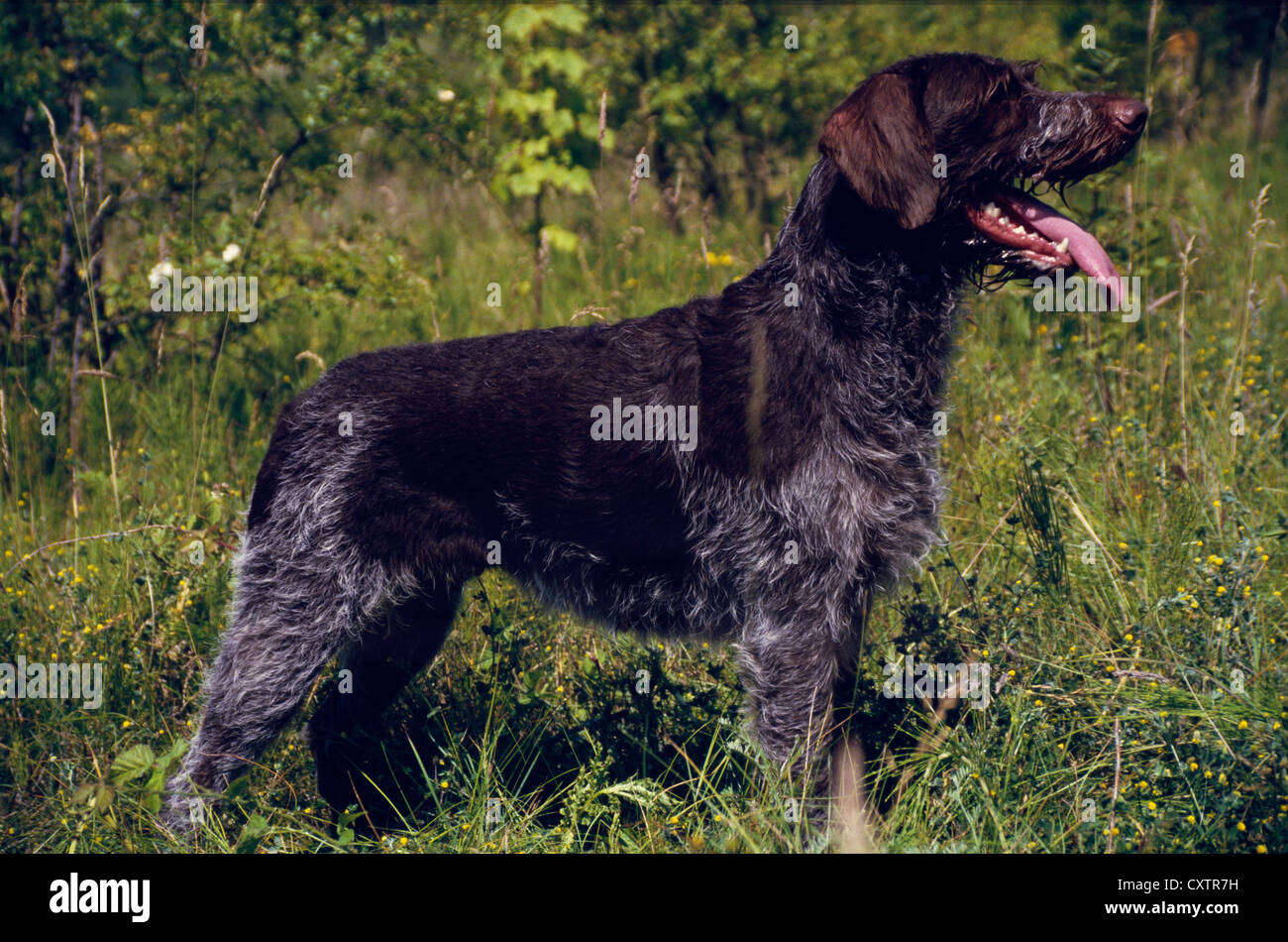 SIDE VIEW OF GERMAN WIRE-HAIRED POINTER IN FIELD Stock Photo
