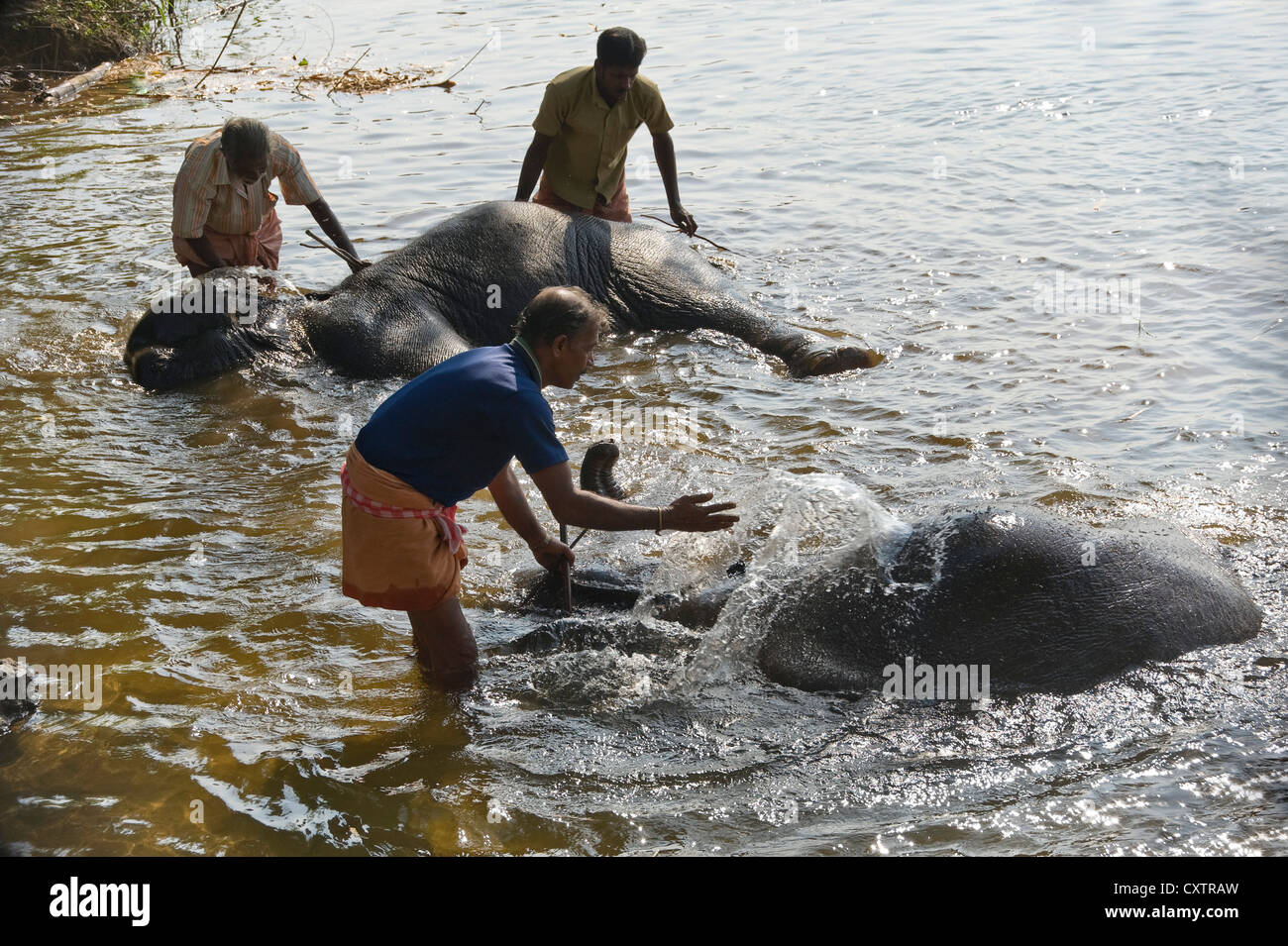 Horizontal view of young Asian elephants being washed by their mahouts in Periyar river at a sanctuary in Kerala. Stock Photo