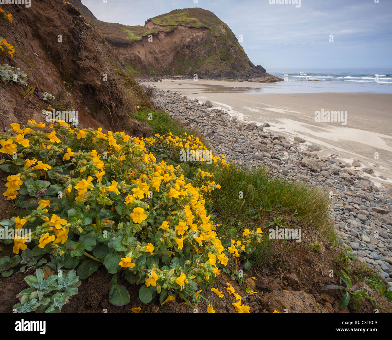 Lane County, OR: Blossoming monkey flower ( Mimulus guttatus) on a sheltered slole on the central Oregon coast. Stock Photo