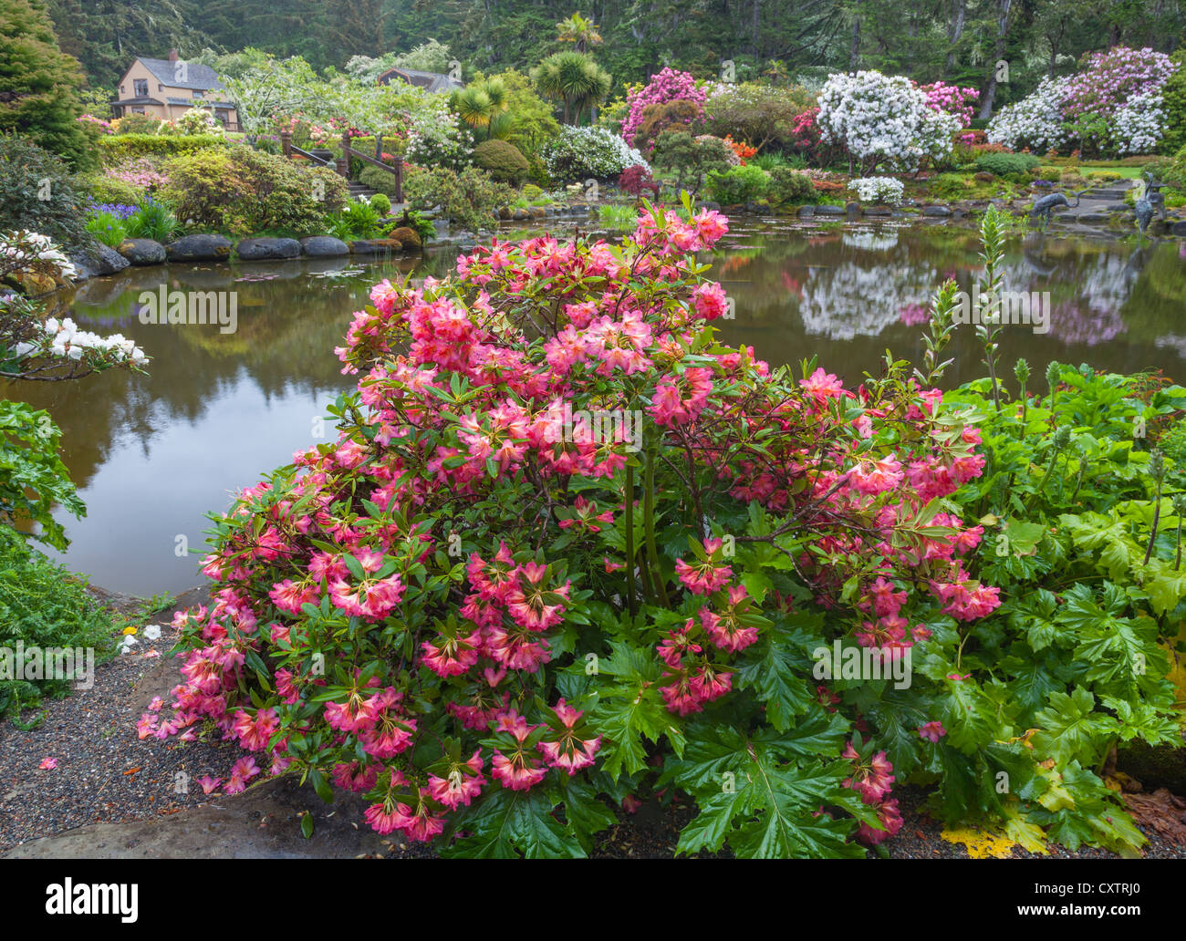 Shore Acres State Park, OR: Rhododendron 'Golden Gate' blooming by the pond at the Simpson Estate Garden in spring. Stock Photo