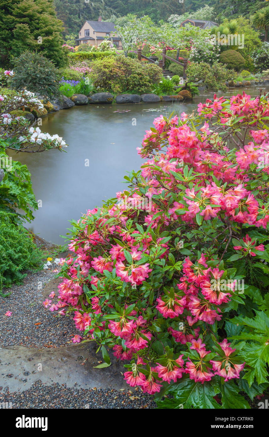 Rhododendron golden gate hi-res stock photography and images - Alamy