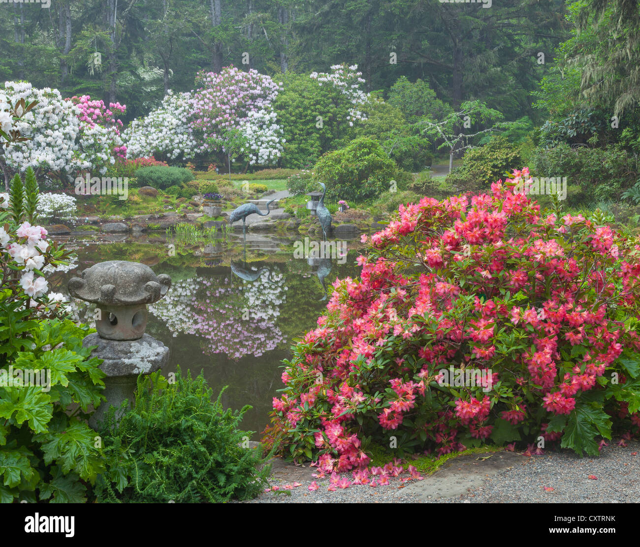 Shore Acres State Park, OR: Rhododendron 'Golden Gate' blooming by the pond at the Simpson Estate Garden in spring. Stock Photo