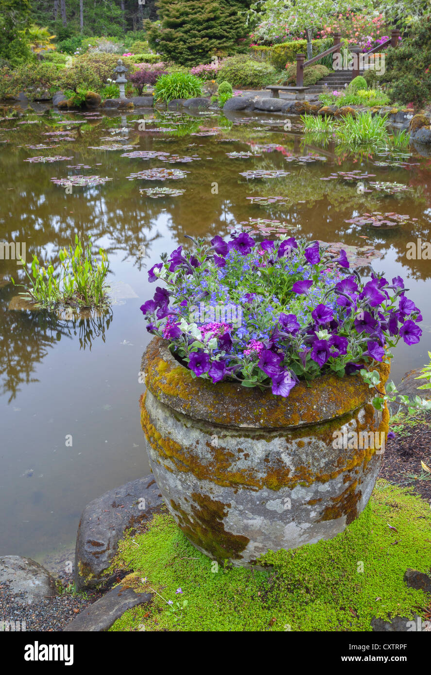Shore Acres State Park, OR: Moss covered pot with petunias on the edge of the pond at the Simpson Estate Garden in spring Stock Photo