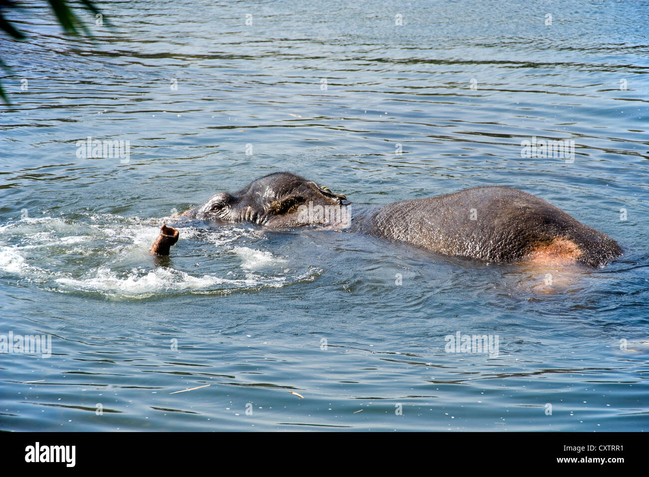 Horizontal view of a young Asian elephant playing in the Periyar river at a sanctuary in Kerala. Stock Photo