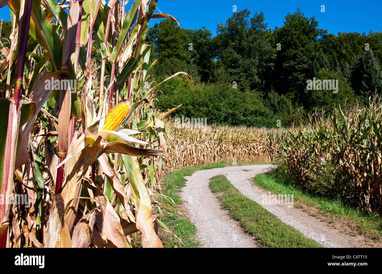 Corn On The Cob On The Corn Field Background Stock Photo Alamy