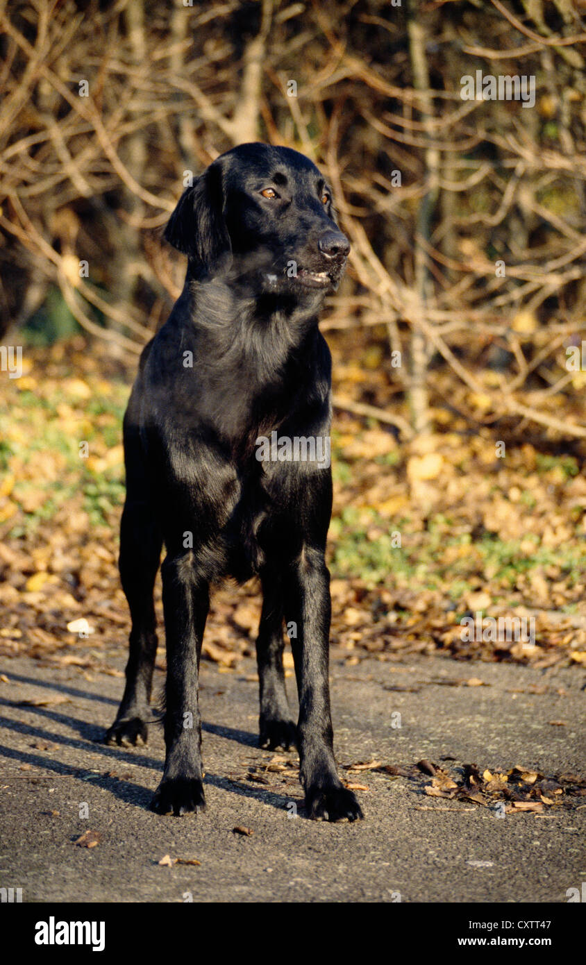 Black long coat retriever hires stock photography and images Alamy