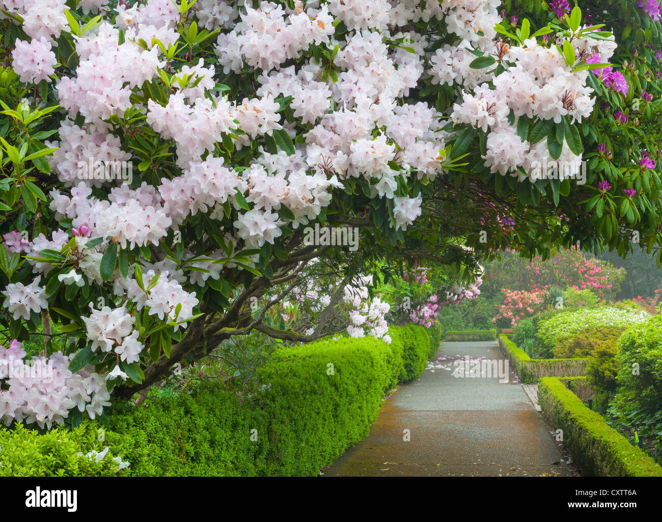 Shore Acres State Park, OR: A flowering rhododendron arches over one of the pathways in the Simpson Estate Garden in spring Stock Photo