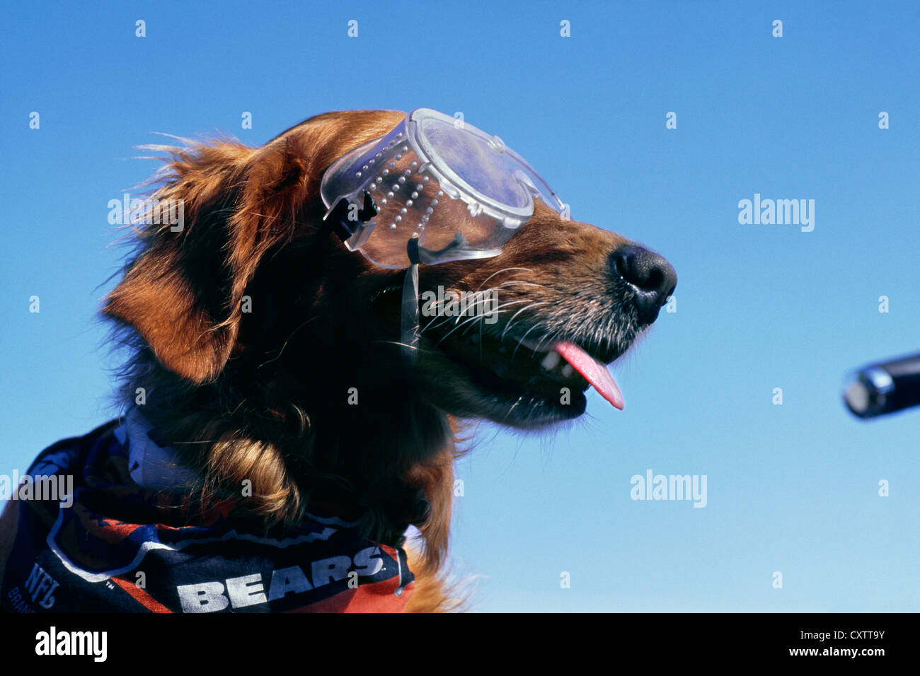 GOLDEN RETRIEVER RIDING IN SIDECAR WEARING GOGGLES AND RIDING IN MOTORCYCLE SIDECAR / IOWA Stock Photo