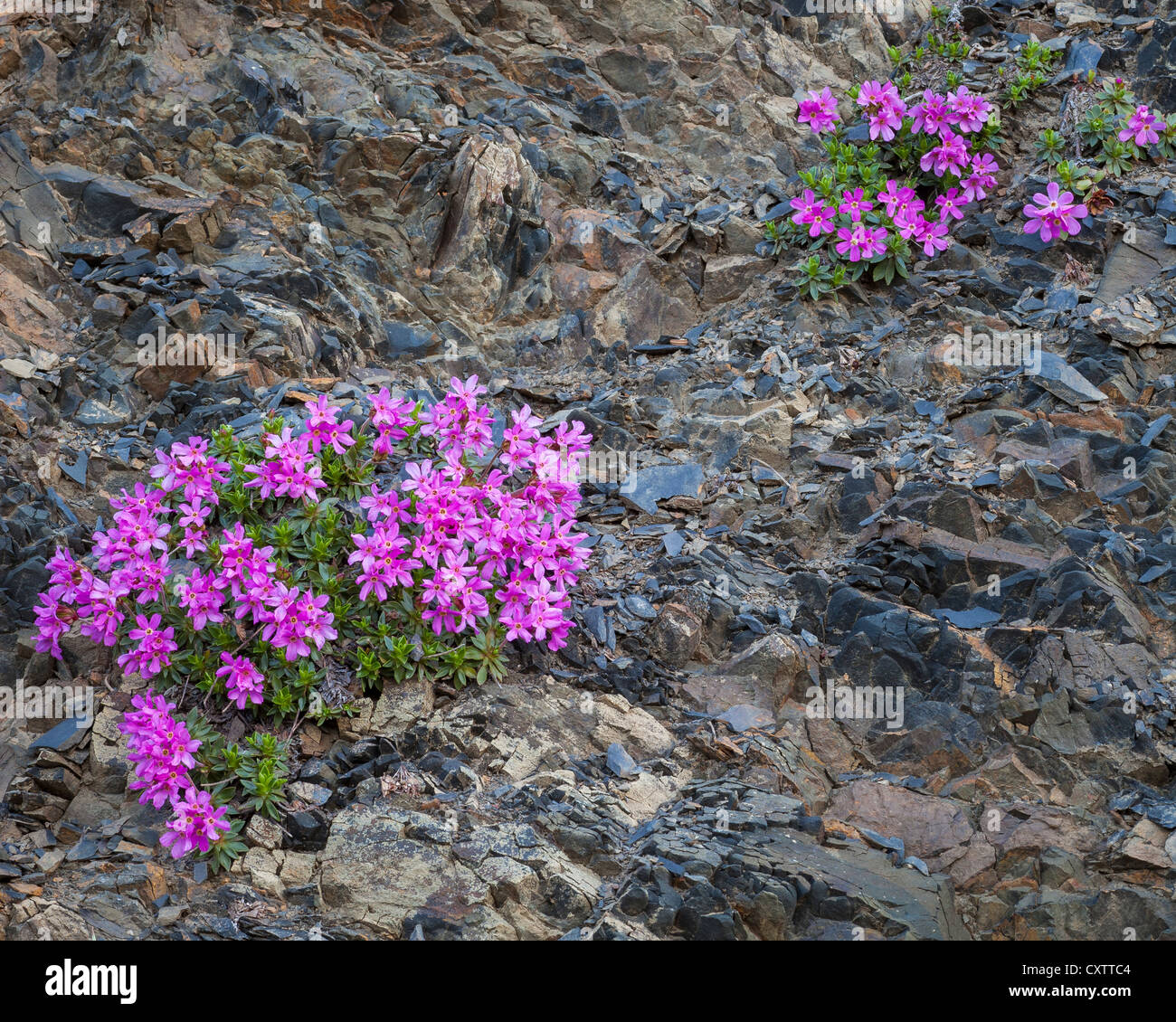 Olympic National Park, WA: Cliff dwarf-primrose or smooth douglasia (Douglasia laevigata) blooming on a talus slope. Stock Photo